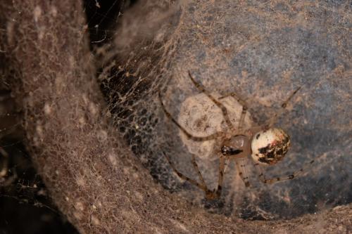 Réf. 261 603 : Platnickina tincta